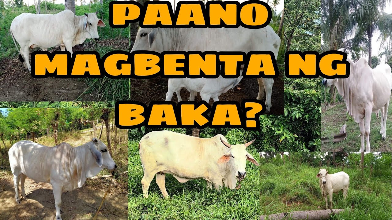 TIKNIK SA PAGBEBENTA NG BAKA PARA MALAKI ANG KITA
