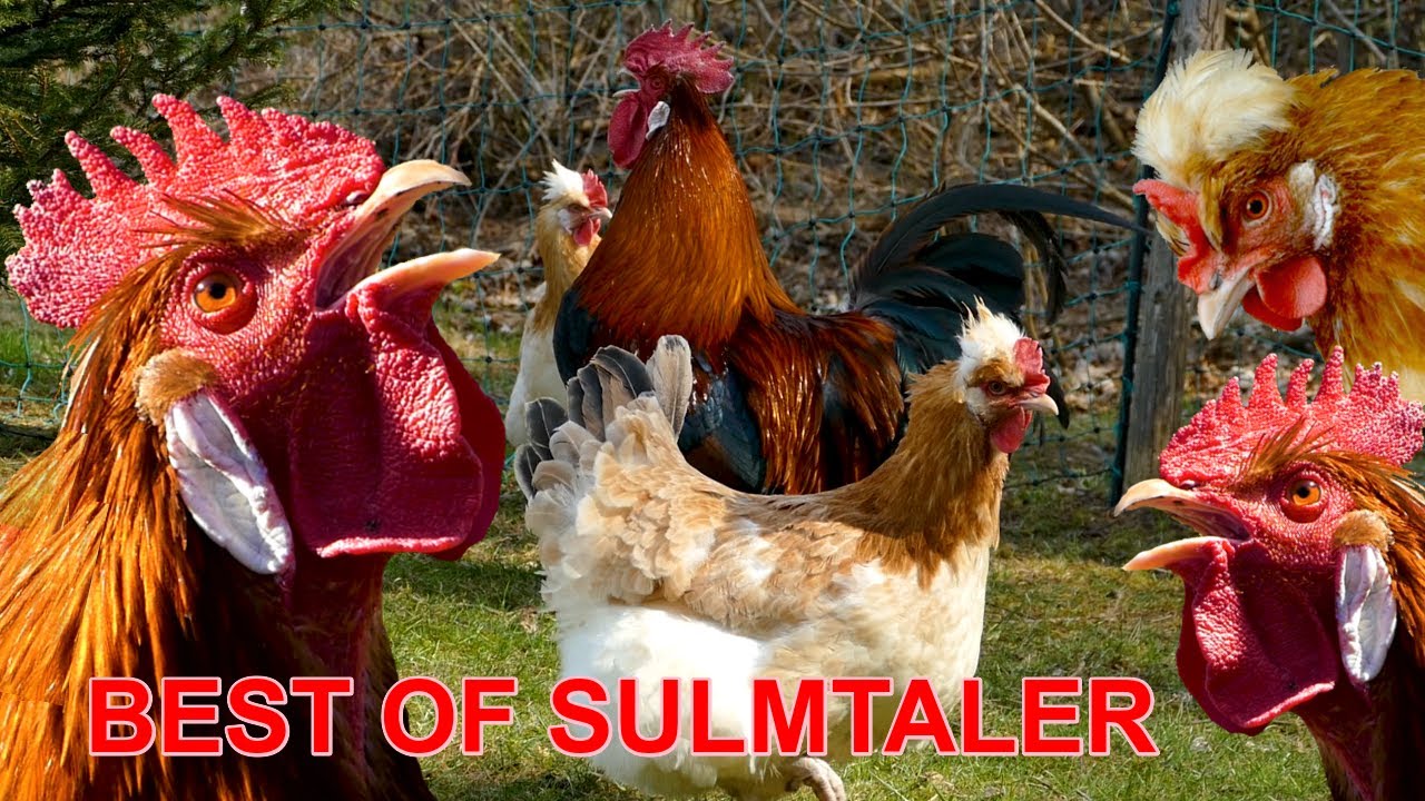 BEST OF SULMTALER - Kr&auml;hrufe von Sulmtaler-H&auml;hnen zum Testh&ouml;ren und Vergleichen - Sulmtaler H&uuml;hner
