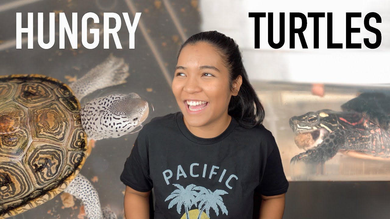 My Turtles Love Feeding Time! | How I feed my turtles