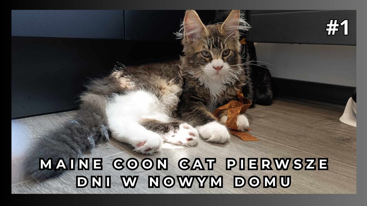 MaineCoon Cat Hitman pierwsze dni w nowym domu.