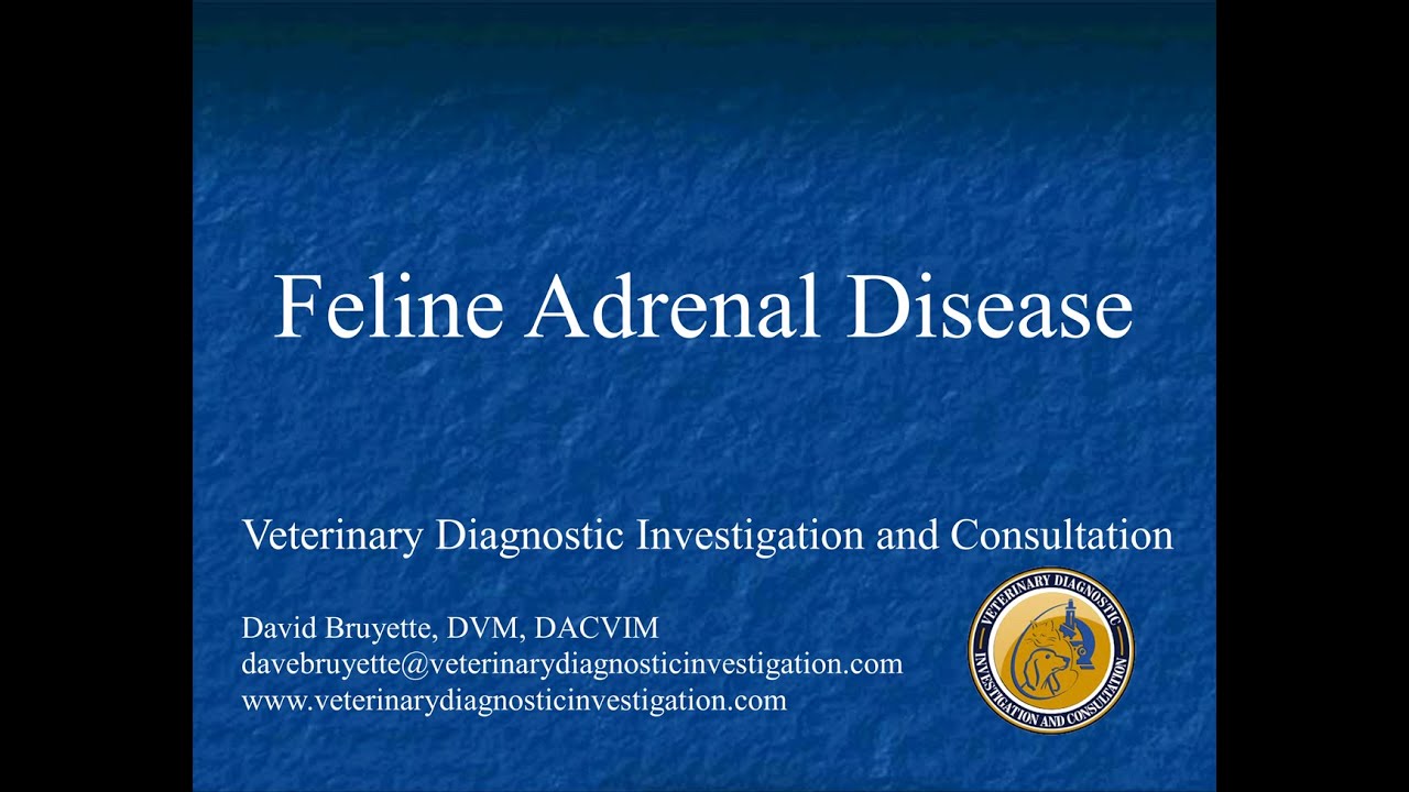 Feline Adrenal Disease