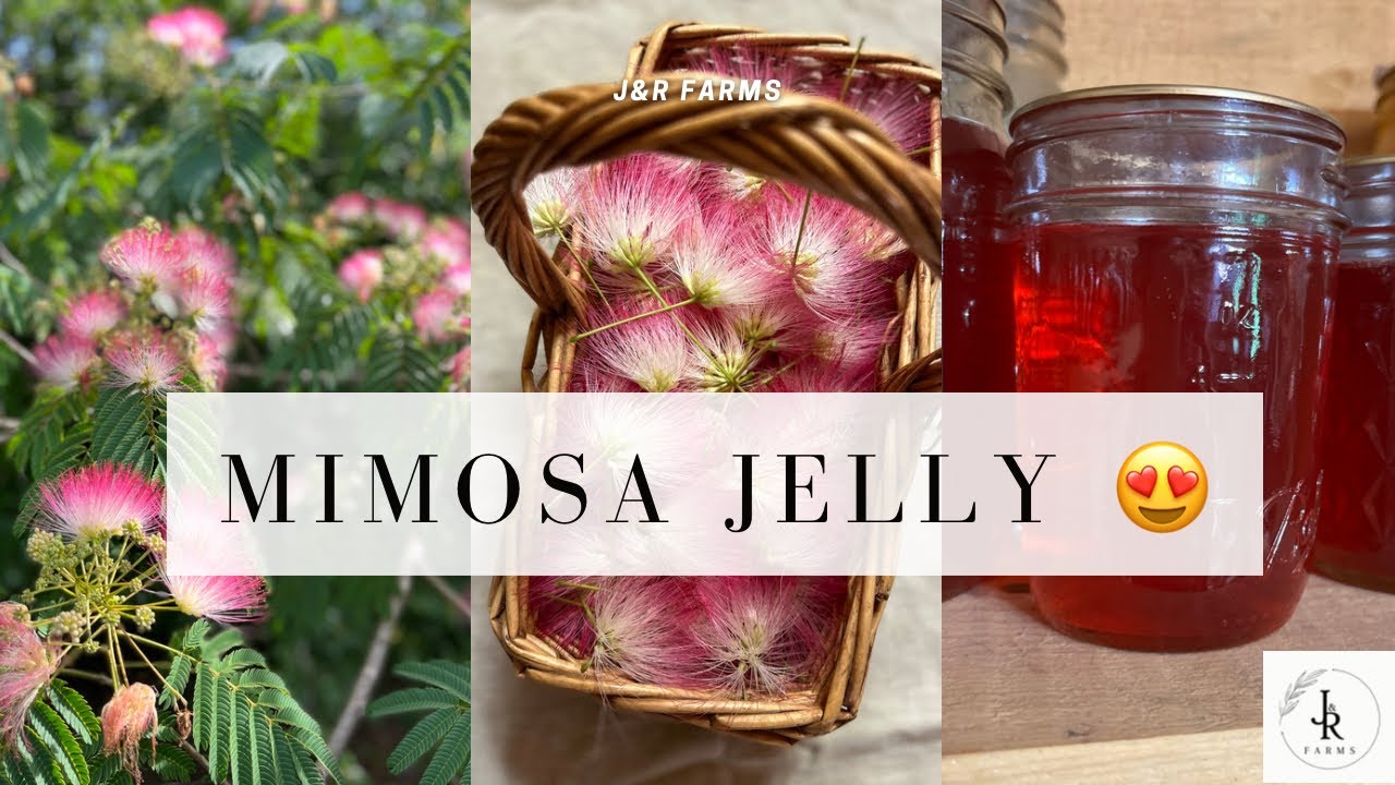 Mimosa Jelly | Foraged from our “invasive” mimosa trees 🌸  #foraging