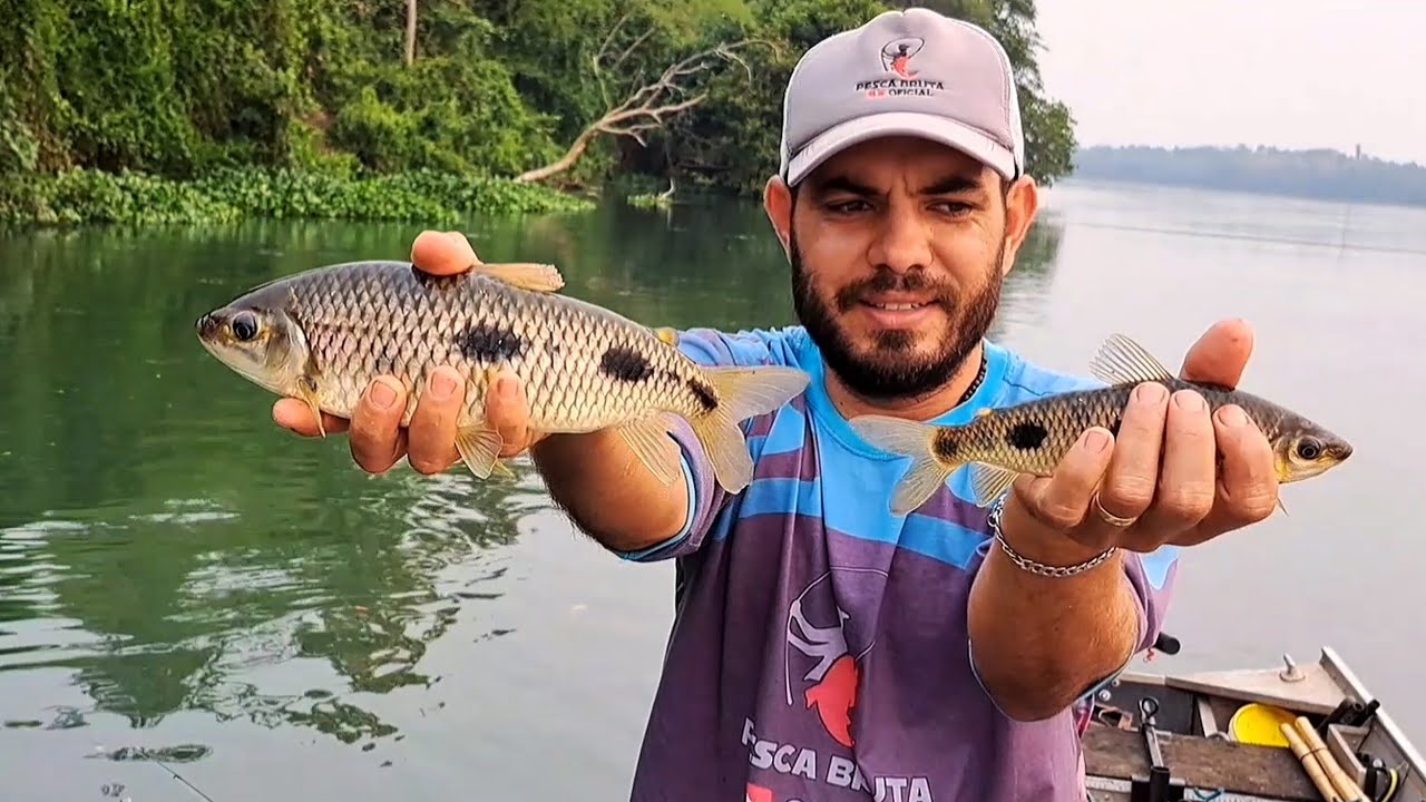 PESCARIA DE PIAU 3 PINTAS USANDO A MELHOR ISCA PARA PEGAR PIAU GIGANTE/PESCARIA DE PIAU NA RODADINHA