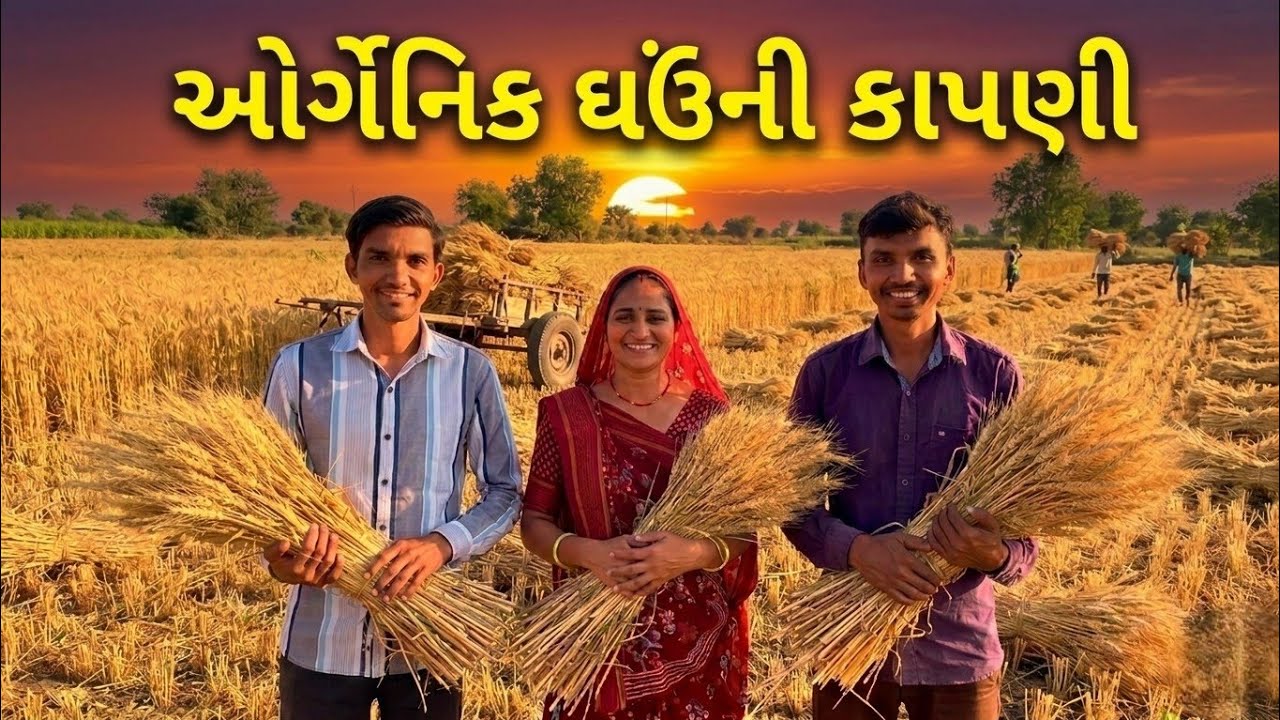 ઘઉંની કાપણી || ભાભી શરમાઈ ગયા ☺️ || Life at Botad Village Vlogs 