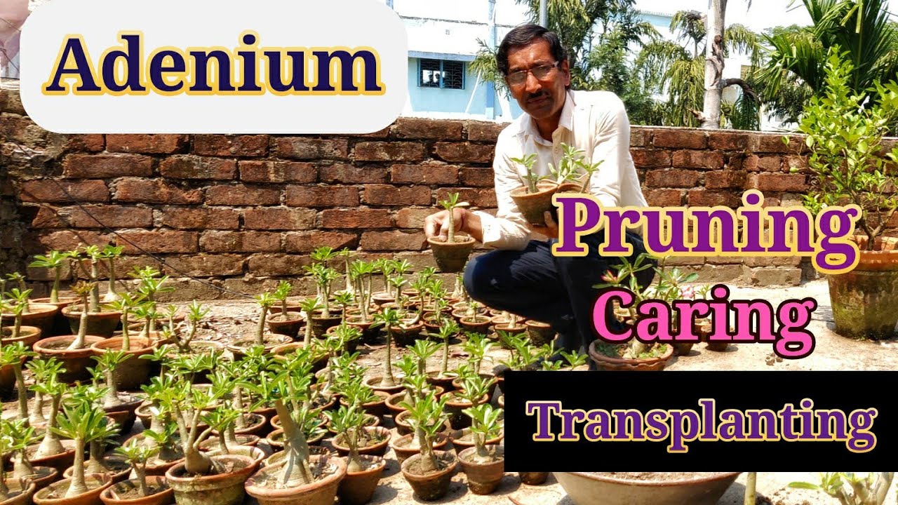 How to Prune and Transplant  Adeniums
