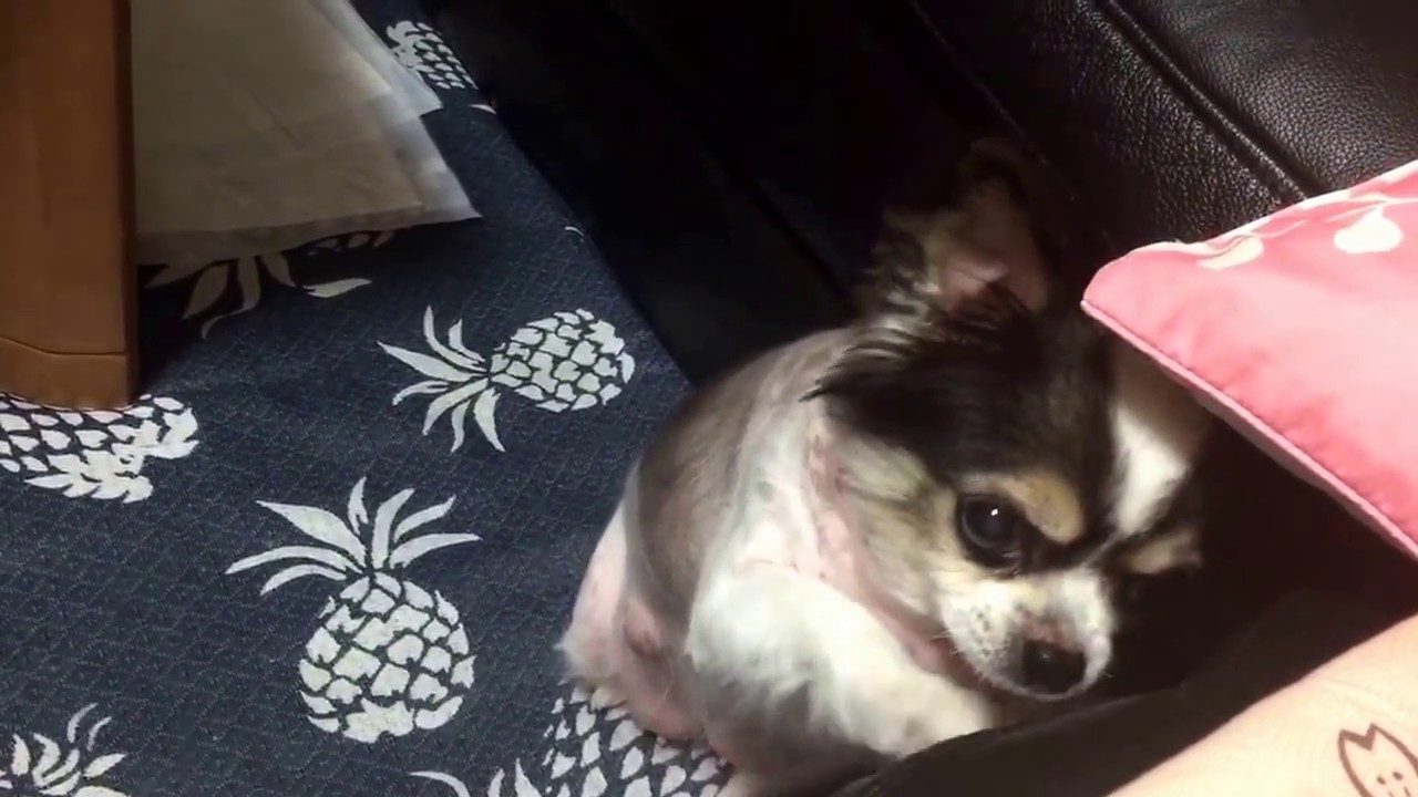 老犬チワワ（13才）頑張れ海ちゃん               ママ〜わたしものせて(^_^*)
