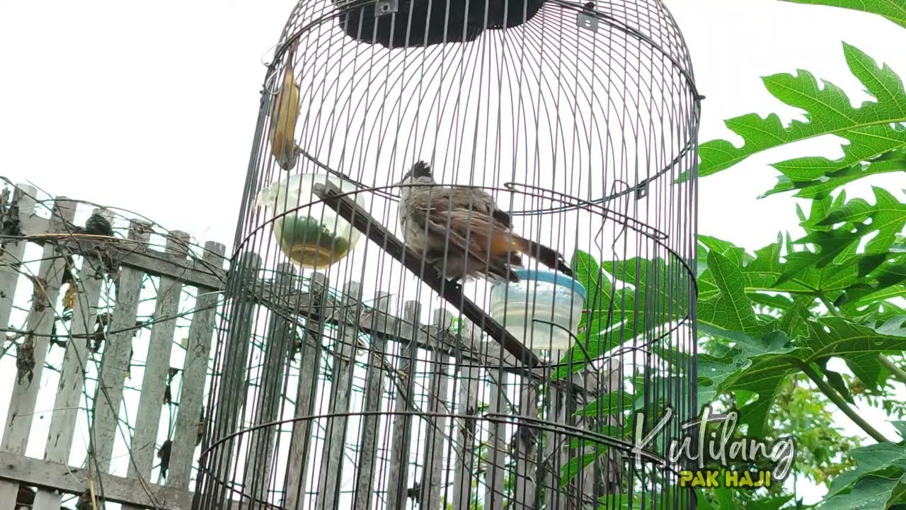 Suara Kutilang Pancingan GACOR! Suara KUTILANG ASLI ISIAN UNTUK MASTERAN SEMUA BURUNG KUTILANG