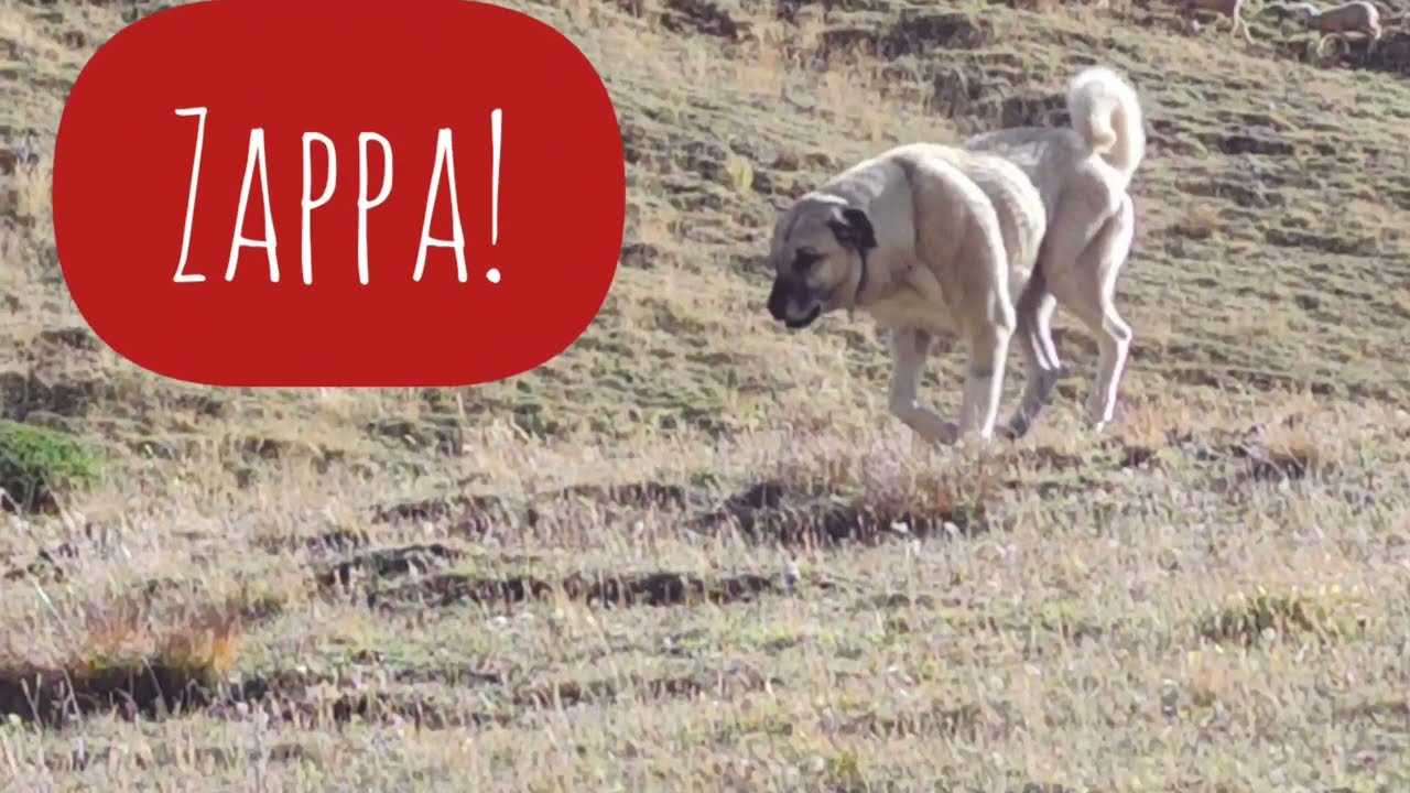Via Alpina 145: Mehr Spass mit Herdenschutzhunden