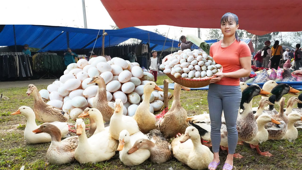 REWIND TIMELAPSE--4 Years Raising Geese, Raise Ducks - Harvest Geese, Harvest Ducks, Harvest Eggs