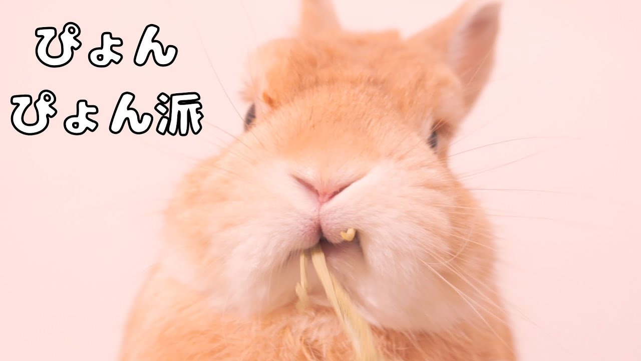 ムギの爪が折れてしまったお話です。今は元気ですがいつもと違う病院に行ったので色々大変でした【No.1686】
