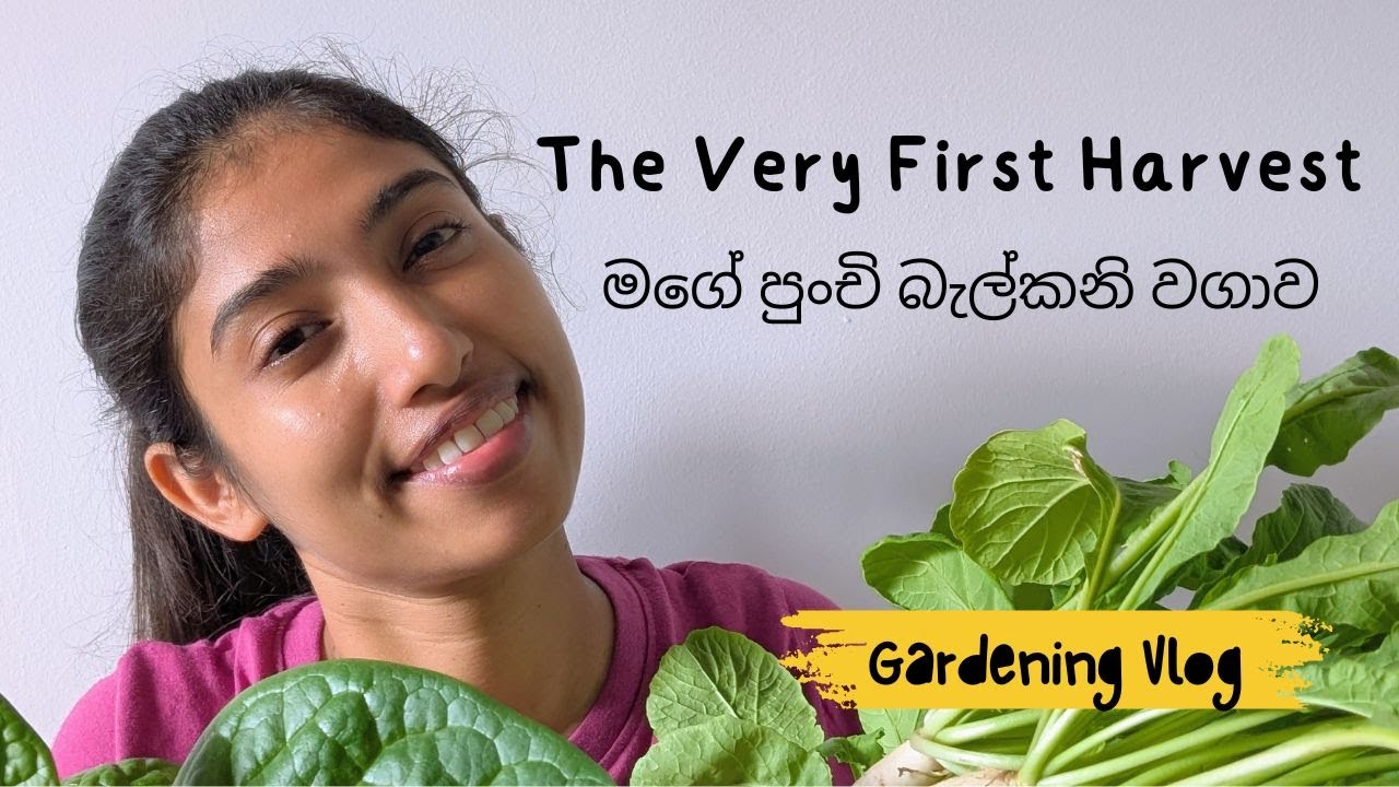 මගේ පුංචි බැල්කනි වගාව🪴😍