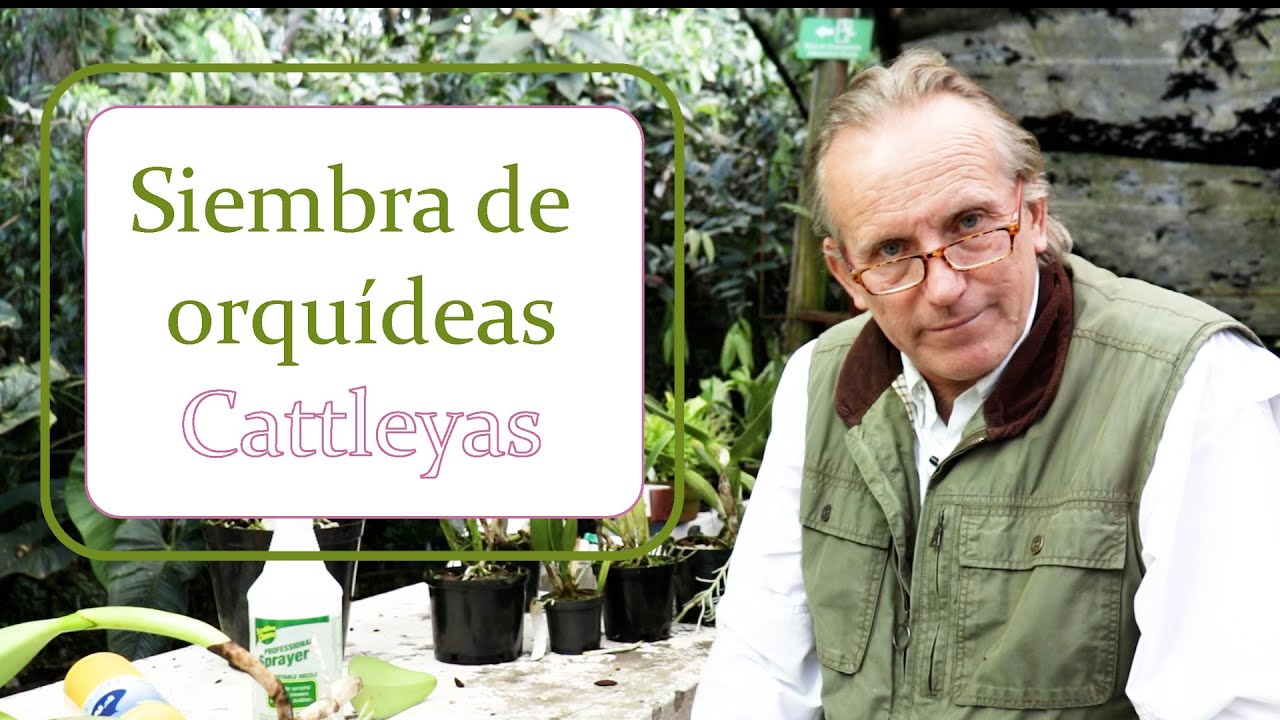 Siembra de orquídeas Cattleyas | Alma del bosque