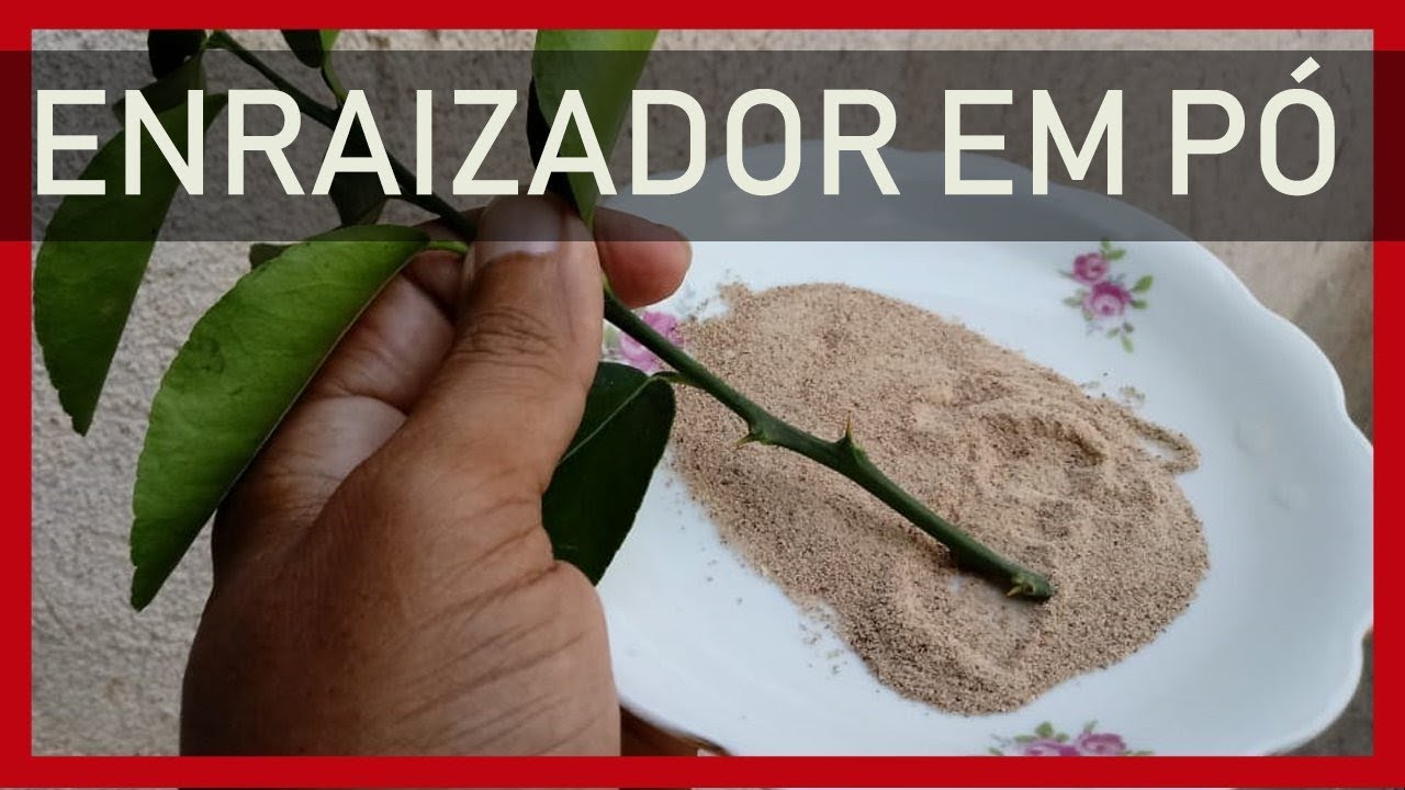 #ENRAIZADOR caseiro Passo a Passo FAÇA você mesmo.