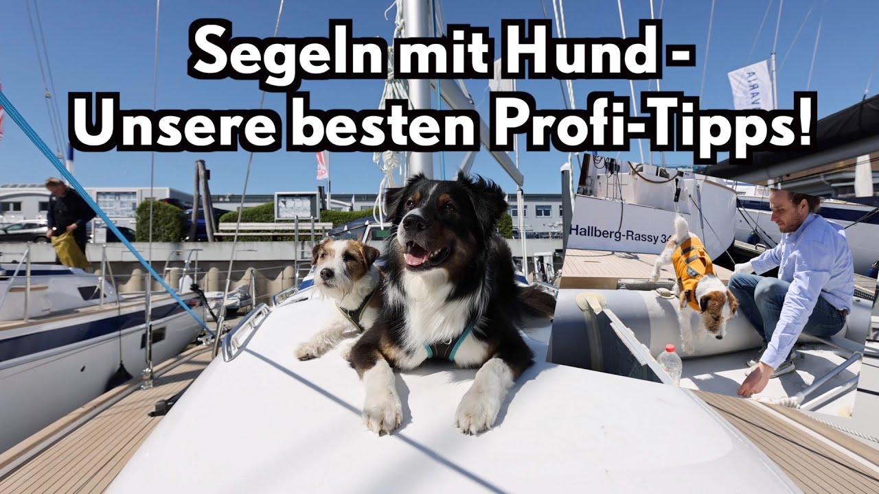 Segeln mit Hund - unsere Profi-Tipps für den entspannten Bordalltag