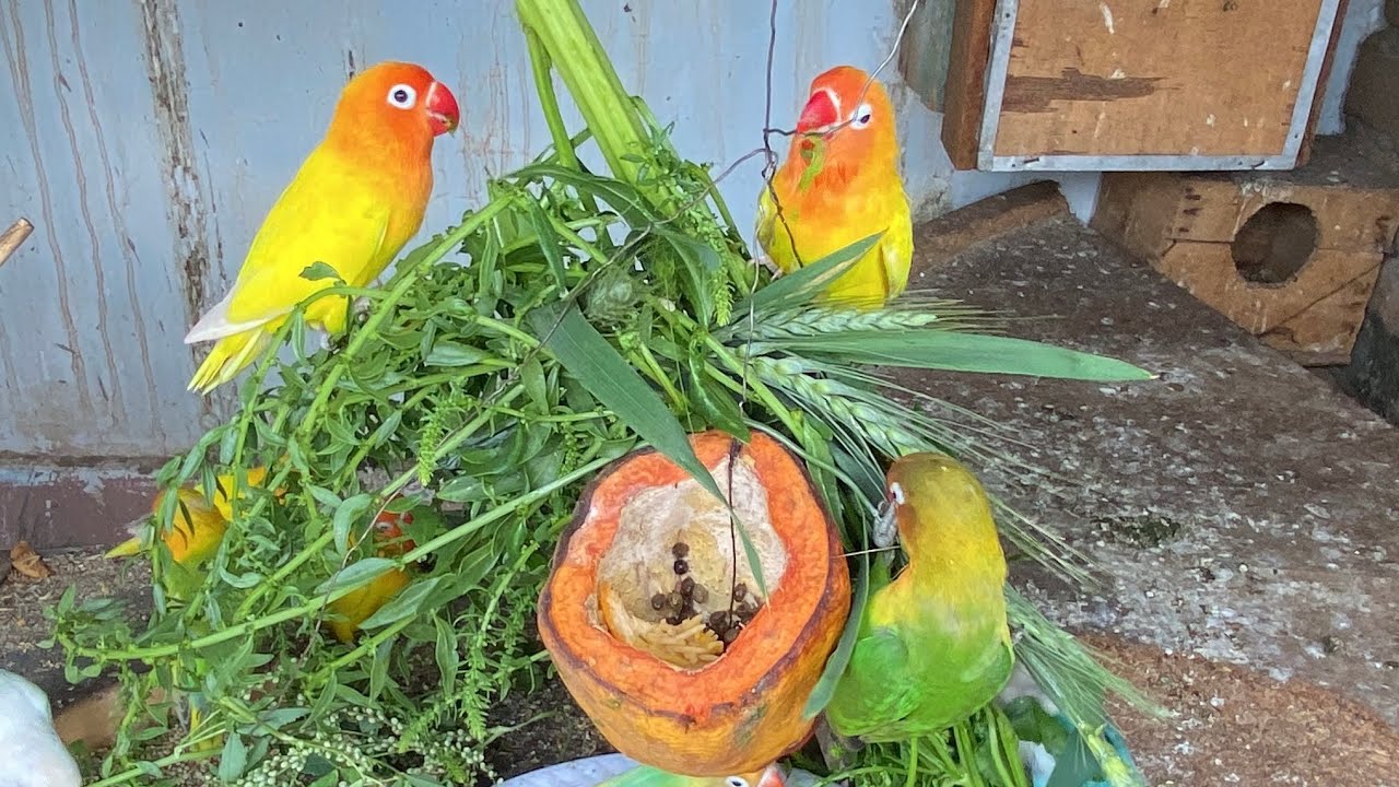 The best birds to have as pets #bird #pet #animal #asmr