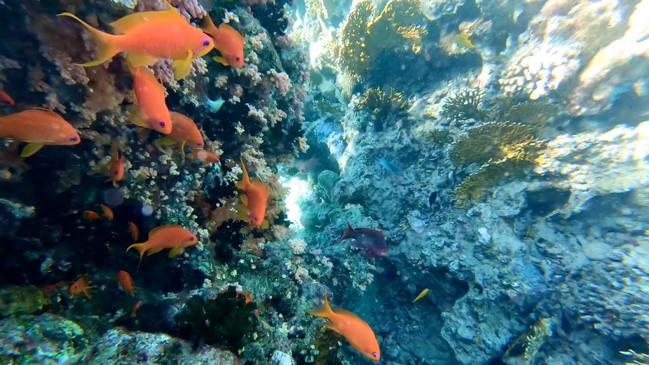 Aqaba Snorkelling | Day 3 | Japanese Garden