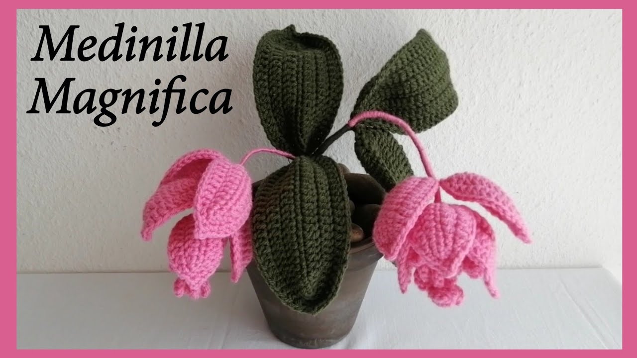 Crochet Medinilla Magnifica