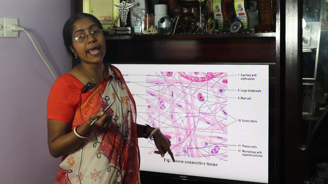 Connective Tissue