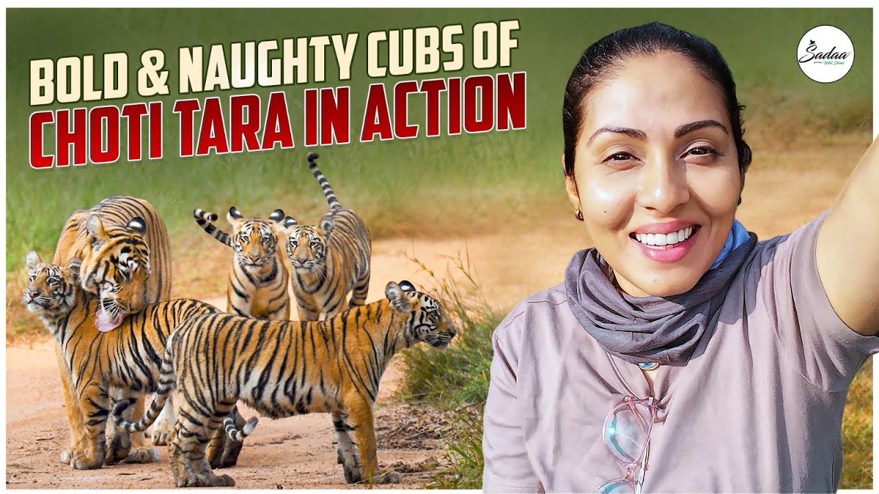 Meet Choti Maya & Sitara | Bold & Naughty Cubs of Choti Tara || 4K Vlog || 