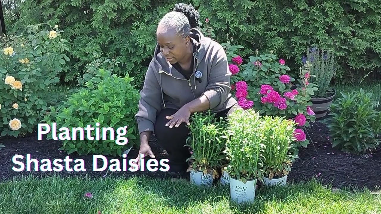 Dividing and Planting🌿🌿 Amazing Daisy May Shasta Daisies