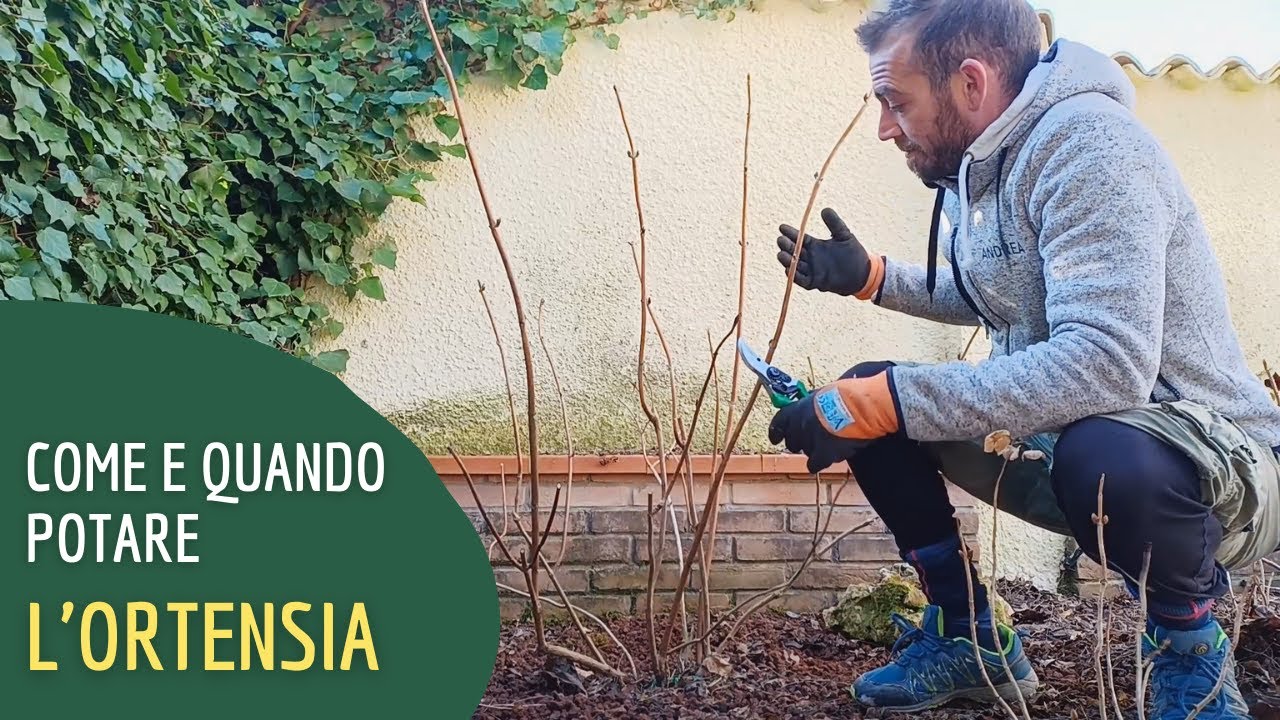 Come e quando potare l'ortensia per avere sempre fiori colorati