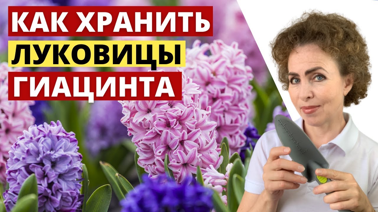 Когда выкапывать Гиацинты и как правильно хранить луковицы Гиацинтов.