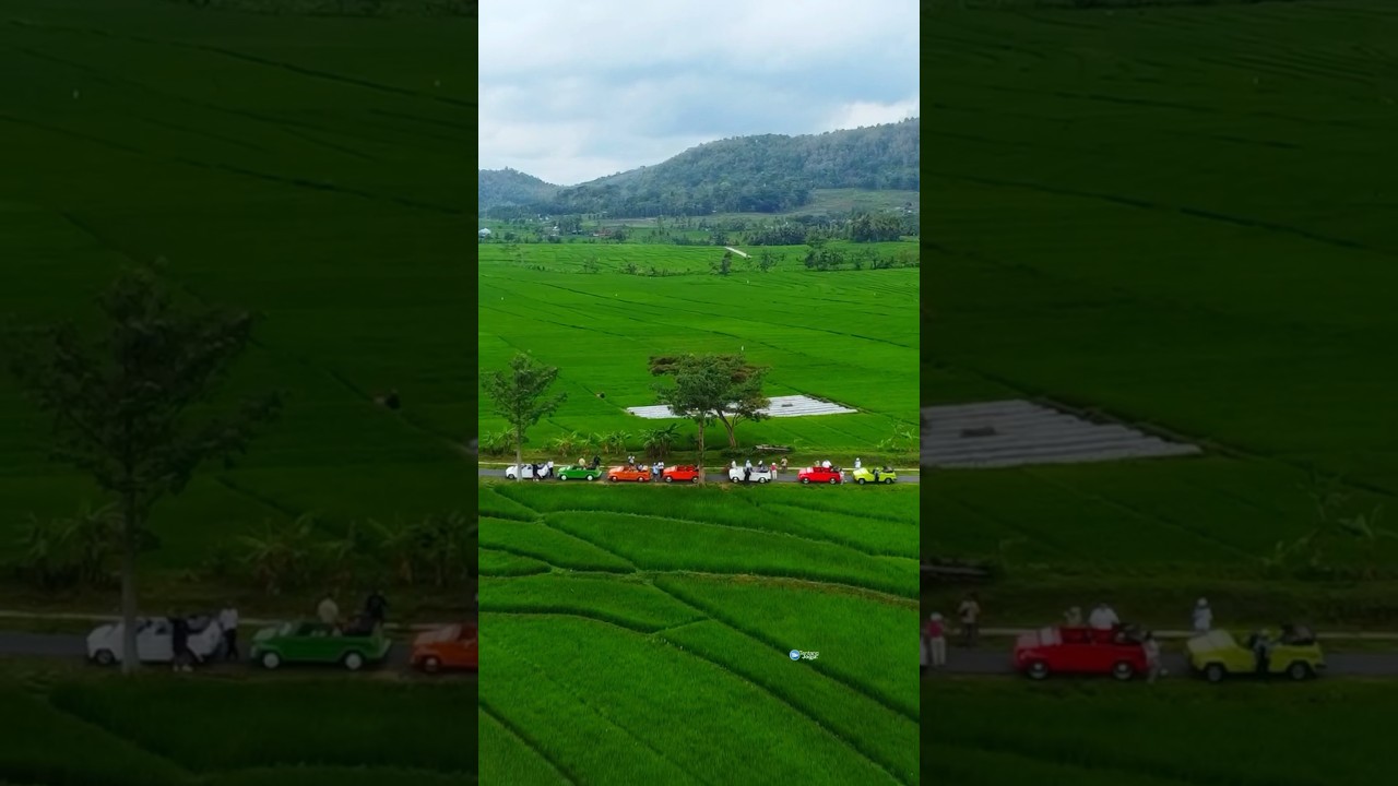Syahdunya Sawah Nanggulan , Kulonprogo Yogyakarta #jogja #kulonprogo #nanggulan #wisatajogja