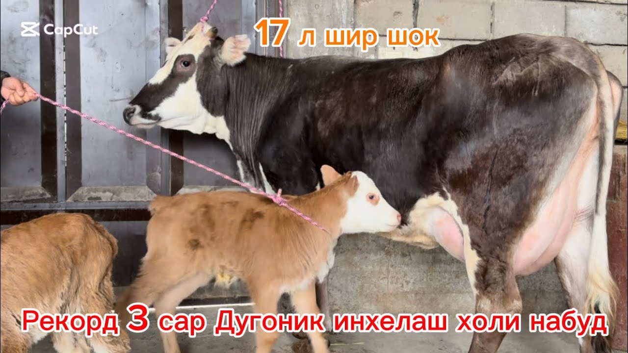 Рекорд Хамма Шок 3 Сар Дугоник аз Дехкон Бобо арзон ва гарантия дер намонед