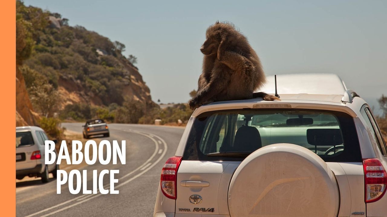 Baboon Police – Inside South Africa’s Human-Wildlife Conflict | Full Documentary