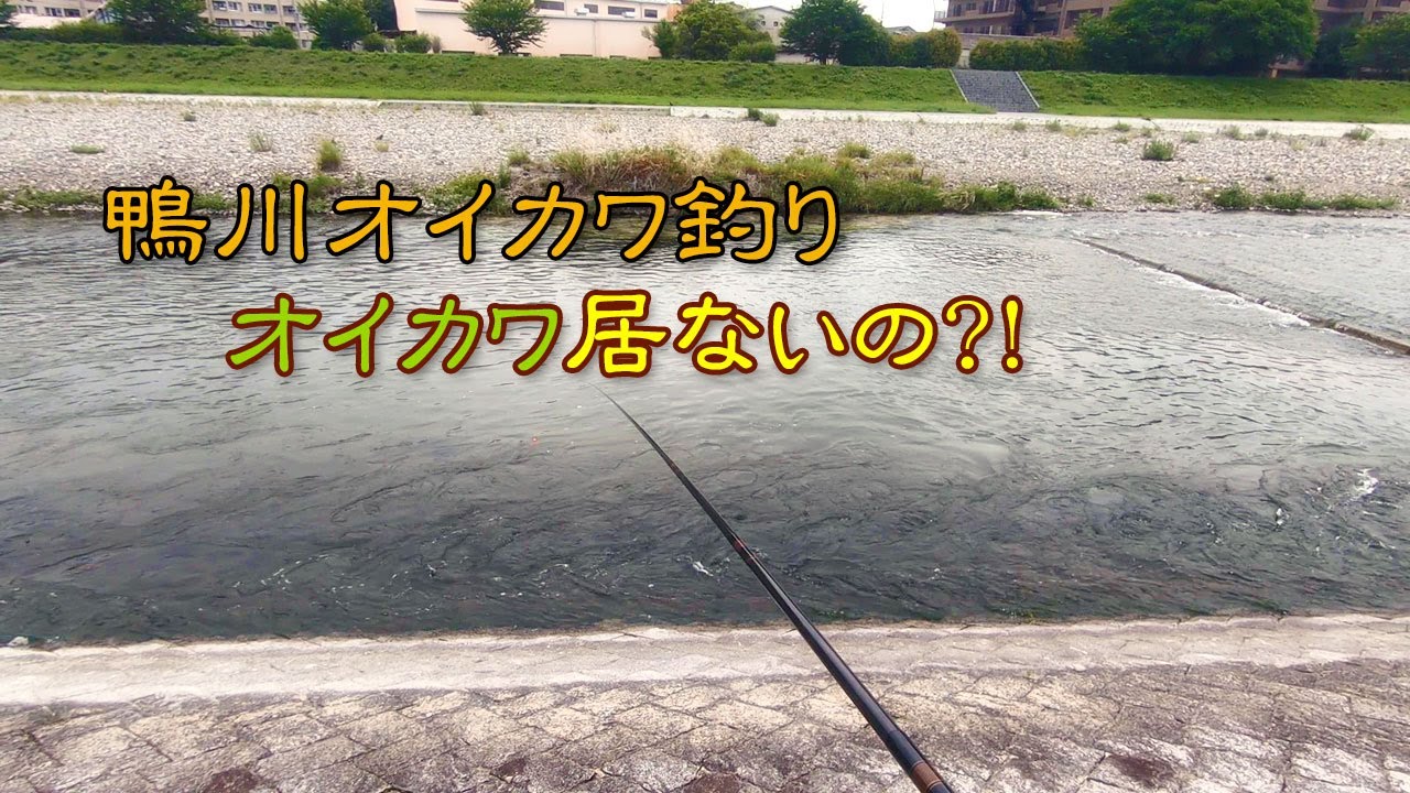 京都鴨川！オイカワ釣り☆ 全然！アタリなし＠釣れませ～ん！なんで？