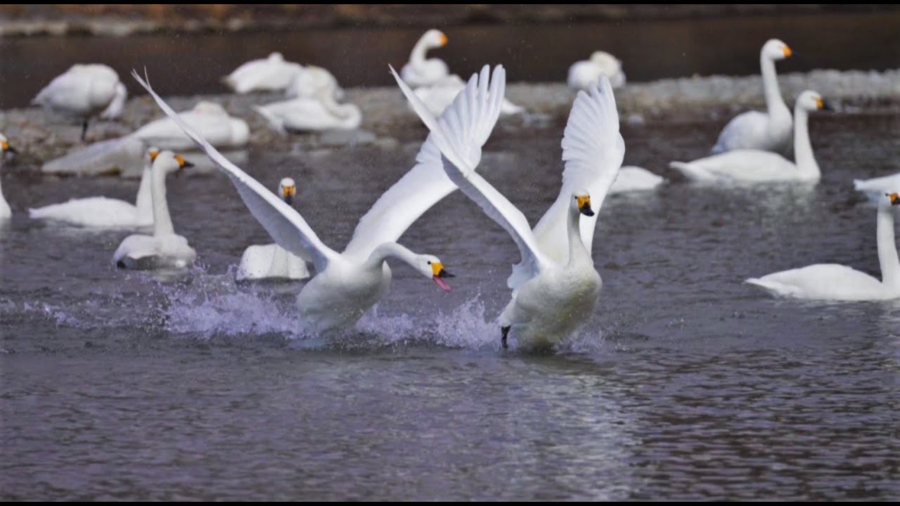 白鳥のバトル