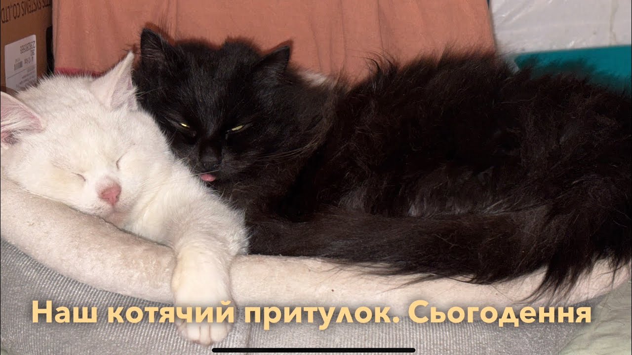 Наш котячий притулок. Сьогодення. 14-15 березня 2026
