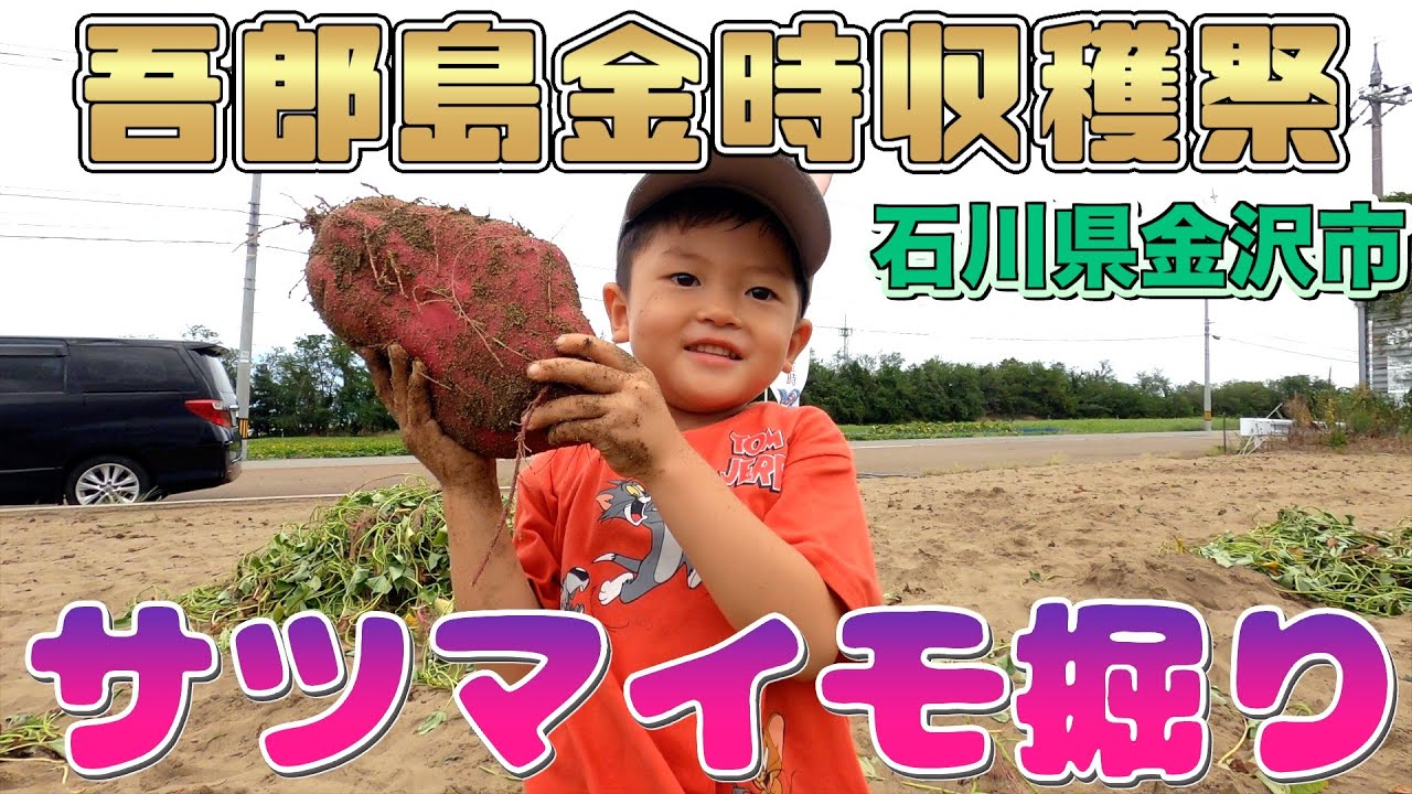 【サツマイモ掘り】親子で五郎島金時 収穫体験に行ってきた　大きいサツマイモたくさん採ってきた　@hirotostyle0511 　#石川県スポット　＃芋掘り　#収穫体験