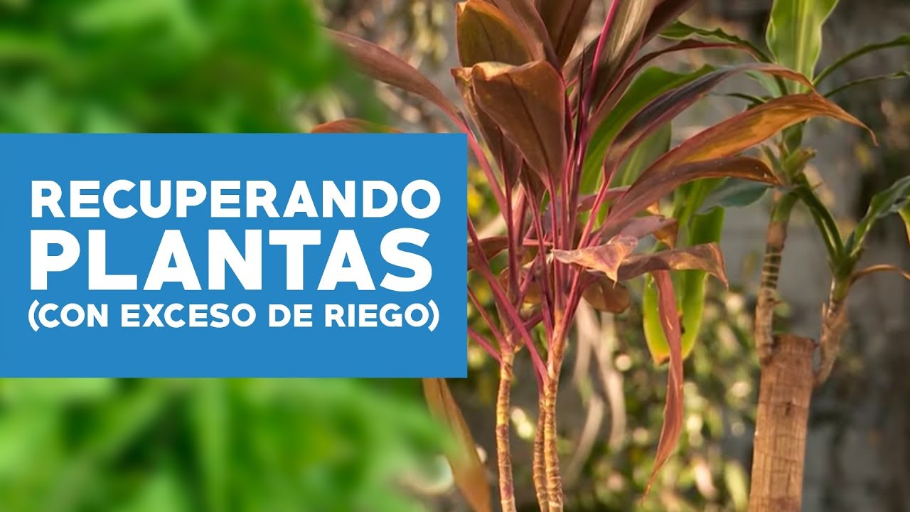 ¿Cómo recuperar plantas con exceso de riego?