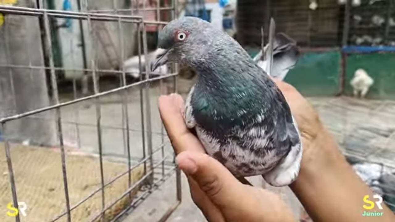 আমাদের আরো একটি কবুতরের জাত 🐦