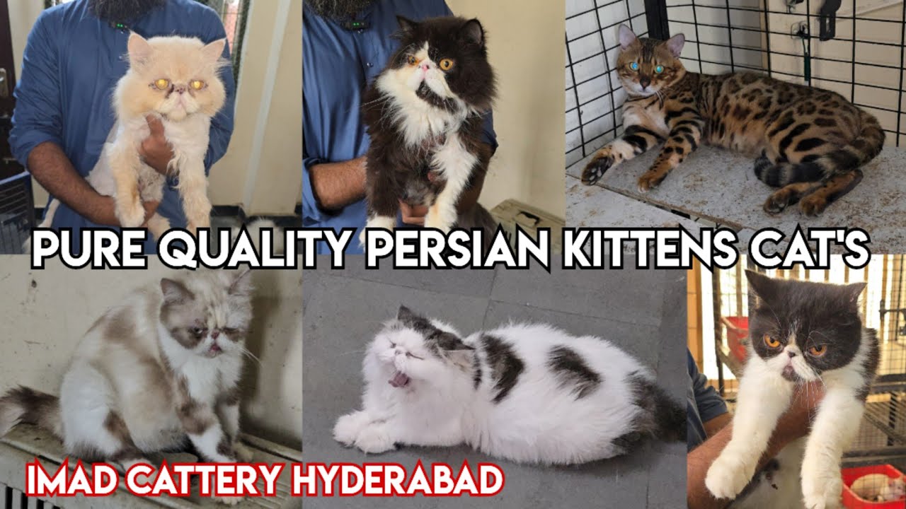 Pure Quality Persian Kittens cat's available at imad Cattery Hyderabad | bangal kittens & cat in Hyd