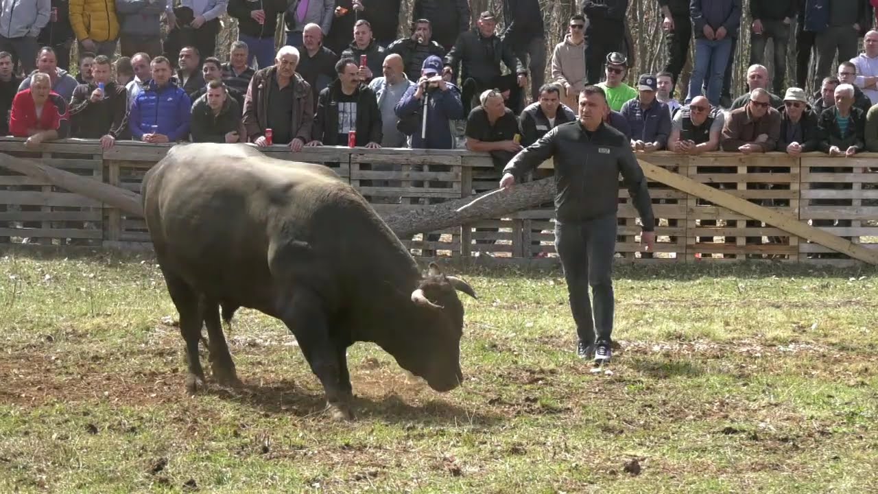- GARONJA OD TUBIĆA I ZEKONJA MATEA GRABOVCA, POSUŠJE 2024 KOD KARLA MANDURIĆA