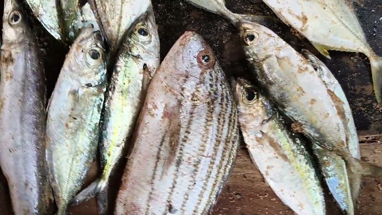 கிளாத்தி மீன்###🐟🐟🐟🐟#ஃபிஷ்