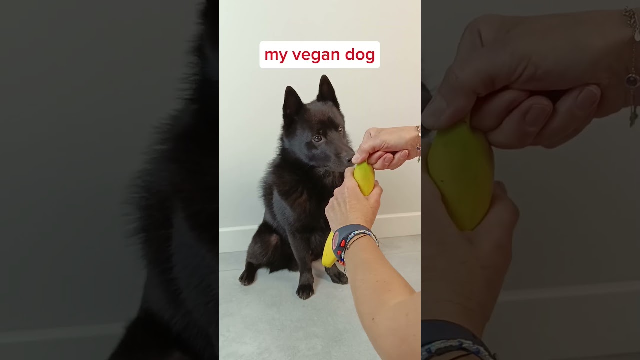 My Vegan Dog vs Normal Dogs #dog #vegan #doglover #viralvideo #funny