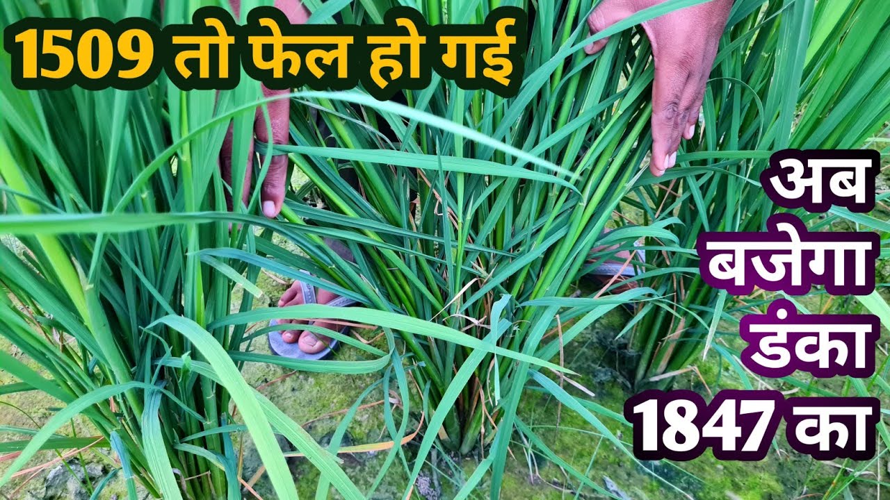 1509 ने किसान को रुलाया, मौज ला रही 1847 पूसा बासमती Pusa basmati 1847 new variety vs 1692 new 1885