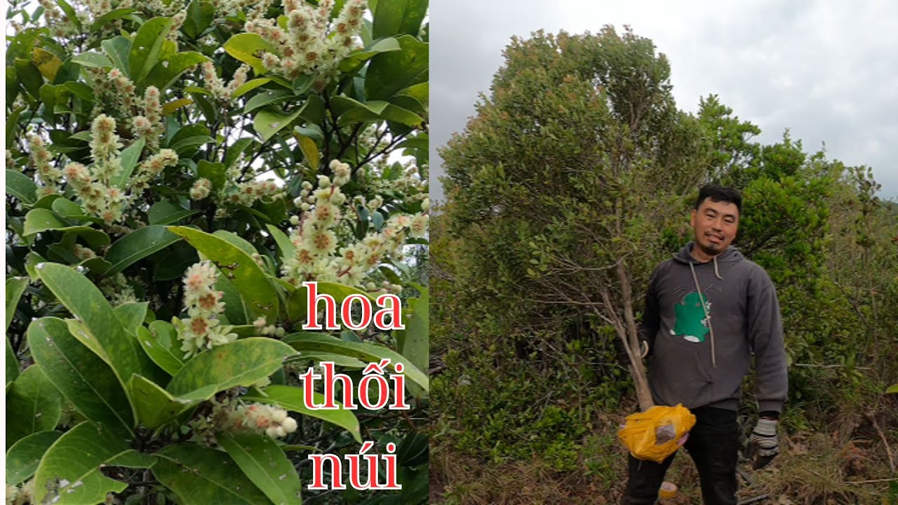 ngày đi rừng gặp toàn loài hoa thối núi