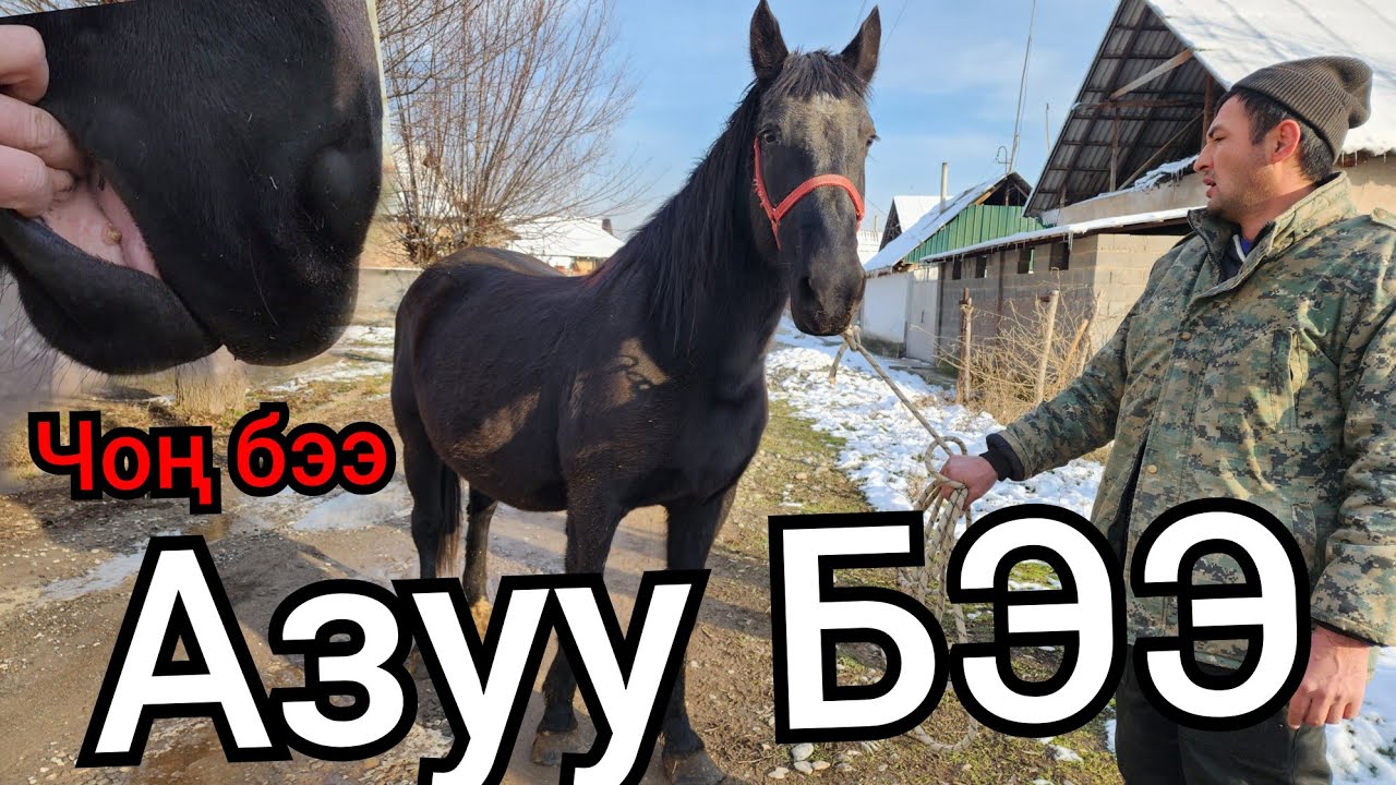 Чоң бээ САТЫЛАТ 👍АЗУУСУ БАР БООЗ 🐴 12 декабря 2022 г.