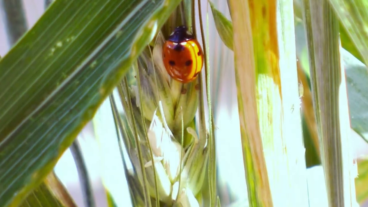 Coccinelle sur blé