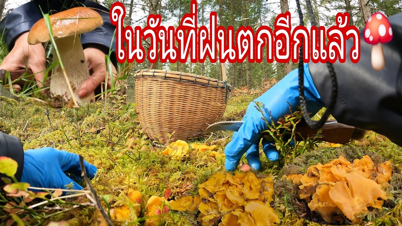 เห็ดเหลืองเป็นกอๆงามๆเห็ดผึ้งหวานออกใหม่อีกตะมุตะมิ.ซดแกงเห็ดร้อนๆท้ายคลิป🍄🍄🇸🇪