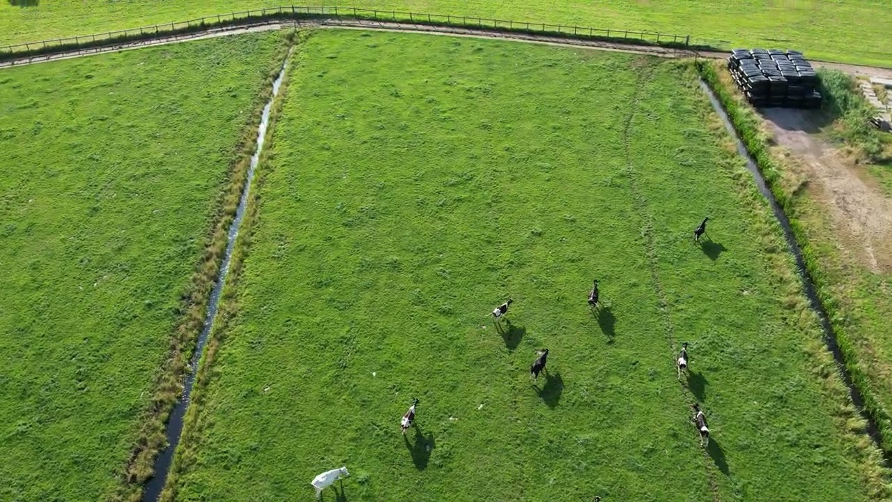 Cows running in the Amstelland