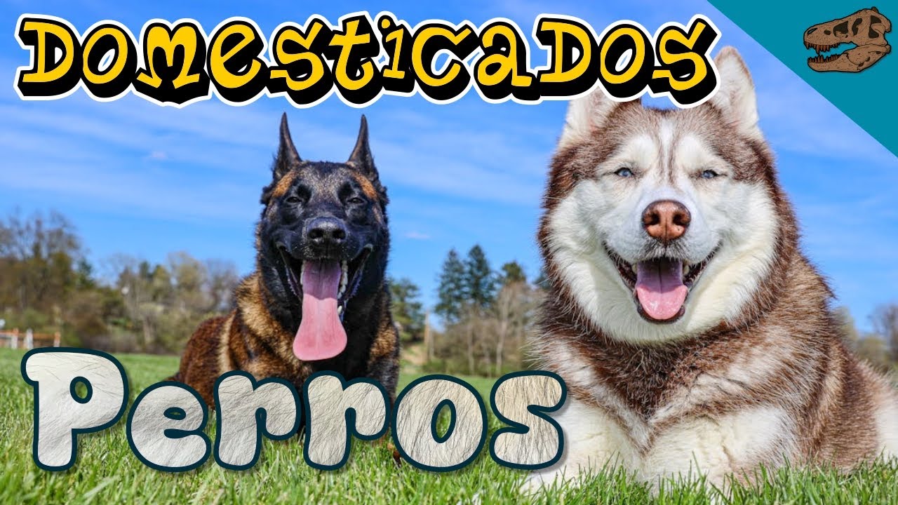 Domesticados: PERROS (¿Dónde y cuándo se domesticaron estos animales?)