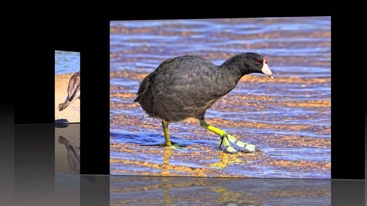 Bird Photography with the Sigma 120-400mm