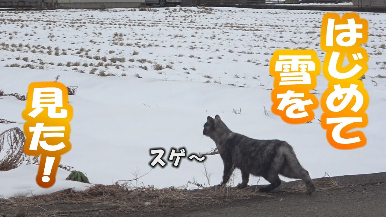 狐と狸と猫が来る家DAY37 初めて雪を見た子猫たち。楽しくて帰ってきません・・・。