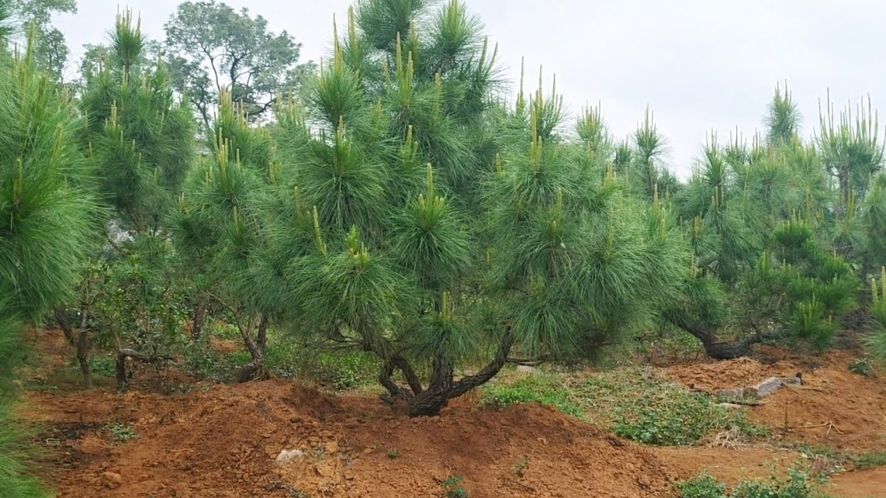 VƯỜN CÂY THÔNG BONSAI [PINE TREES]