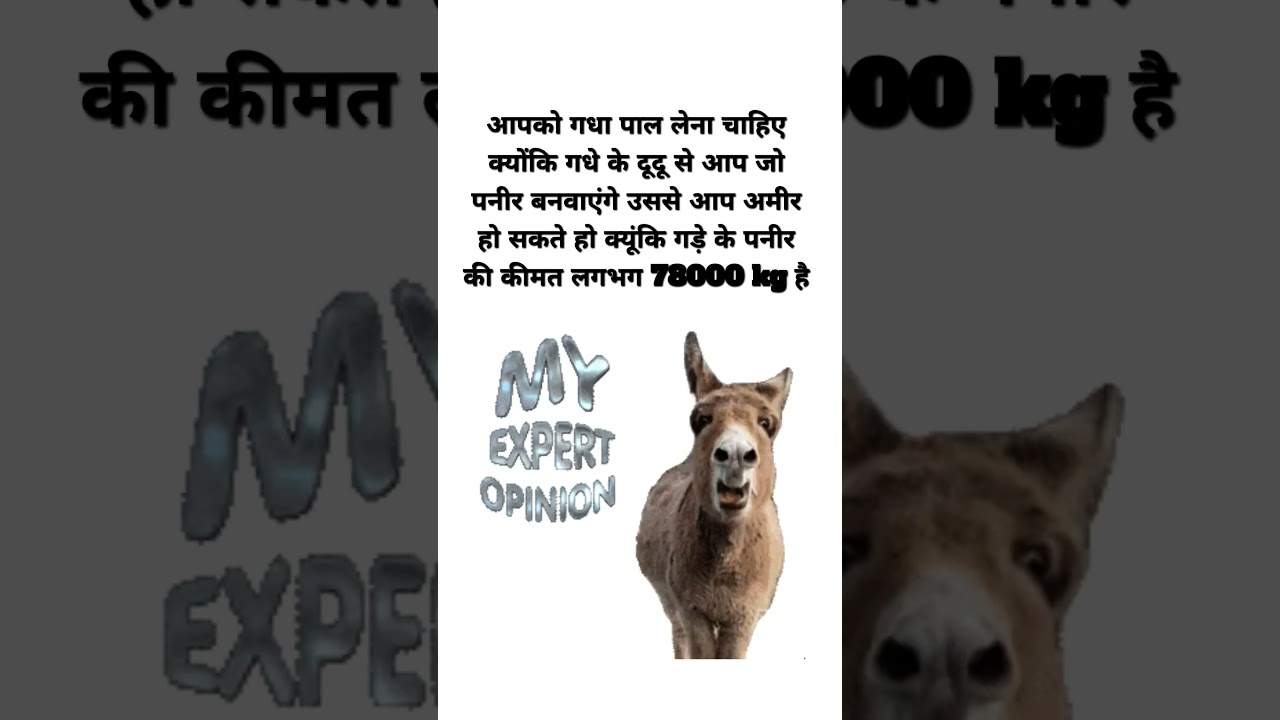 fact about donekey /moneky ?